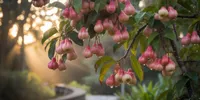 Arti Mimpi Melihat Buah Jambu Air Banyak di Pohon: Panduan Lengkap Tafsir dan Maknanya