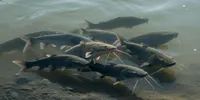 Arti Mimpi Melihat Ikan Lele di Air Keruh, Tafsir Lengkap dan Makna Tersembunyinya