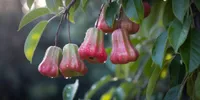 Arti Mimpi Melihat Jambu Air di Pohon: Tafsir Lengkap dari Psikologi hingga Primbon Jawa