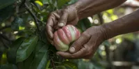 Arti Mimpi Memetik Buah Jambu Air dari Pohon, Tafsir Lengkap dan Makna Tersembunyinya