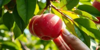 Arti Mimpi Memetik Buah Jambu Air dan Memakannya: Tafsir Lengkap Menurut Psikologi dan Primbon Jawa