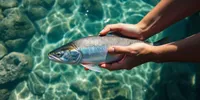 Arti Mimpi Menangkap Ikan di Air Jernih, Simbol Rezeki dan Pesan Alam Bawah Sadar