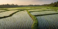 Arti Mimpi Sawah Banyak Air, Simbol Rezeki hingga Luapan Emosi dalam Diri