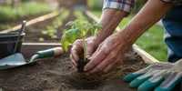 Belum Terlambat! Mulai Berkebun Sayur Sekarang Sebelum Harga Pangan Makin Gila