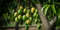Cara Agar Pohon Mangga Cepat Berbuah, Panduan Lengkap dari Bibit hingga Perangsang Bunga