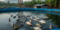 Cara Budidaya Ikan Nila di Kolam Terpal untuk Pemula, Modal Kecil Hasil Melimpah