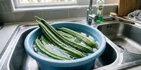 Cara Membersihkan Gambas agar Tidak Banyak Lendir saat Dimasak, Ini Langkahnya
