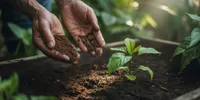 Cara Membuat Pupuk dari Ampas Kopi, Panduan Lengkap agar Tanaman Subur dan Ramah Lingkungan