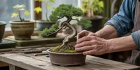 Cara Membuat Tanaman Bonsai untuk Pemula, dari Memilih Bibit hingga Membentuk Pohon Mini