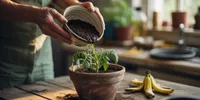 Cara Membuat Tanaman Cepat Berbunga dengan Bahan Dapur, Alami dan Hemat Biaya