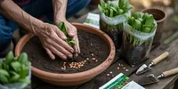 Cara Menanam Bayam di Pot dan Polybag untuk Pemula, dari Benih hingga Panen