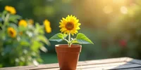 Cara Menanam Bunga Matahari di Pot Kecil agar Tumbuh Subur dan Cepat Mekar