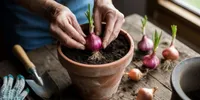 Cara Menanam Bawang Merah di Pot dengan Mudah, dari Persiapan Media Tanam hingga Panen