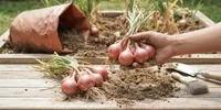 Cara Menanam Bawang Merah dari Umbi yang Mulai Bertunas, Ikuti 7 Langkah Mudah Ini