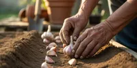 Cara Menanam Bawang Putih di Rumah, Panduan Lengkap dari Siung hingga Panen