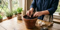 Cara Menanam Bawang Putih di Rumah agar Tidak Lagi Sering Beli di Pasar