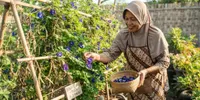 Cara Menanam Bunga Telang dari Biji, 7 Langkah Mudah Subur dan Cepat Berbunga