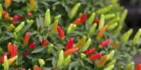 Cara Menanam Cabai dari Cabai Dapur, Apakah Bisa? Simak Penjelasan dan Tipsnya
