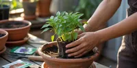 Cara Menanam Cabai Rawit di Rumah untuk Pemula, Mudah dan Panen Melimpah