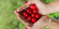 Cara Menanam Ceri Barbados (Acerola) agar Tumbuh Subur dan Cepat Berbuah