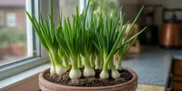 Cara Menanam Daun Bawang di Rumah dari Batang, Biji, hingga Panen Melimpah