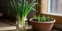 Cara Menanam Daun Bawang dari Batang di Air dan Pot agar Cepat Tumbuh