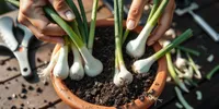 Cara Menanam Daun Bawang dari Sisa Dapur yang Mudah dan Anti Gagal