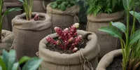 Cara Menanam Jahe Merah di Karung Bekas, Panduan Lengkap Hemat Lahan agar Panen Melimpah