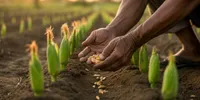 Cara Menanam Jagung Manis agar Tongkol Besar dan Manis untuk Pemula