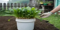 Cara Menanam Kangkung Menggunakan Ember, Panduan Lengkap dari Semai hingga Panen