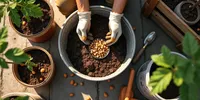 Cara Menanam Kacang Tanah Menggunakan Wadah Bekas di Rumah