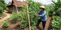 Cara Menanam Kacang Panjang di Lahan Sempit, Panduan Mudah untuk Panen Melimpah