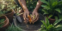 Cara Menanam Kunyit dan Lengkuas di Rumah, Panduan Lengkap dari Rimpang hingga Panen