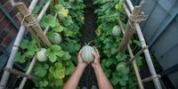 Cara Menanam Melon di Lahan Sempit, Panduan Lengkap dari Benih hingga Panen Manis