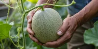 Cara Menanam Melon di Pekarangan agar Berbuah Manis, Panduan Lengkap dari Semai hingga Panen