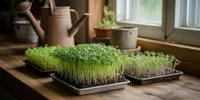 Cara Menanam Microgreens di Rumah: Panduan Lengkap dari Persiapan hingga Panen