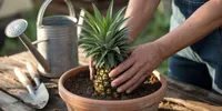 Cara Menanam Nanas dari Mahkotanya di Rumah Agar Cepat Berbuah