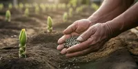 Cara Menanam Pepaya California dari Benih hingga Panen agar Cepat Berbuah