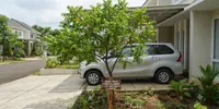 Cara Menanam Pohon Buah yang Aman Dekat Carport agar Tidak Merusak Pondasi dan Lantai