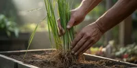 Cara Menanam Serai untuk Kebutuhan Dapur: Mudah, Praktis, dan Panen Berulang di Rumah