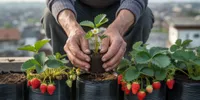 Cara Menanam Strawberry di Polybag untuk Pemula, Panen Manis Tanpa Lahan Luas