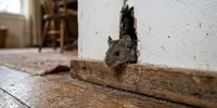 Cara Mencari Jalur Masuk Tikus ke Rumah dan Menutupnya, Ini Bagian yang Sering Terlewat