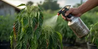 Cara Mengatasi Daun Cabe Keriting dengan Sunlight, Ampuh Basmi Hama Pengisap Cairan