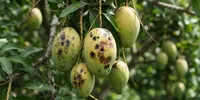 Cara Mengatasi Buah Mangga Busuk di Pohon, Ini 7 Langkah Mudahnya