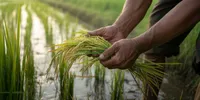 Cara Mengatasi Daun Padi Menguning dan Kering agar Panen Tetap Optimal