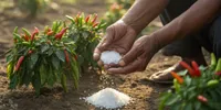 Cara Menggunakan Garam untuk Tanaman Cabai agar Subur dan Berbuah Lebat