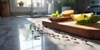 Cara Mengusir Semut dari Dapur Secara Alami yang Ampuh dan Aman