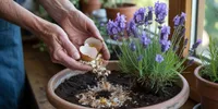 Cara Menyuburkan Tanaman Bunga dengan Bahan Dapur agar Rajin Mekar dan Sehat Alami