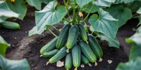 Cara Menyuburkan Tanaman Timun dengan Bahan Dapur agar Berbuah Lebat