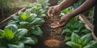 Cara Menyuburkan Tanaman Bayam dan Sawi agar Daun Rimbun dan Cepat Panen
